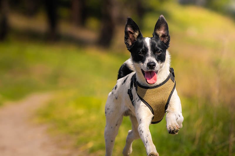 16 Dog Breeds With Pointy Ears (With Info & Pictures)