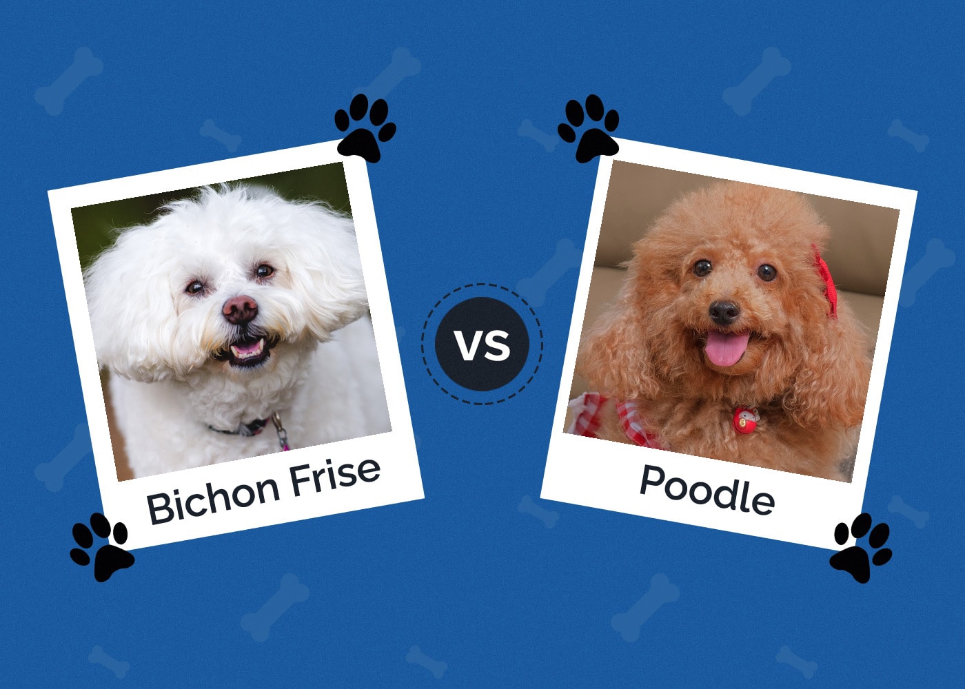 Bichon Frise vs Poodle