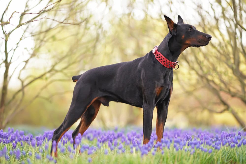 9 Best Collars for Dobermans - 2026 Reviews & Top Picks