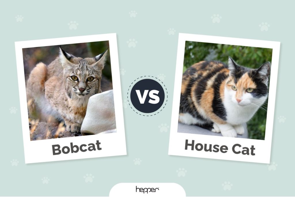 Bobcat vs House Cat: Key Differences (With Info & Pictures)