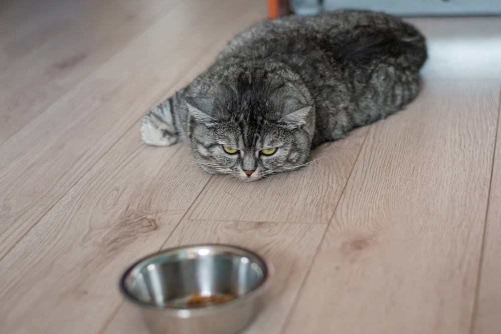 8 Best Cat Foods for Picky Cats in Australia — 2026 Reviews & Top Picks