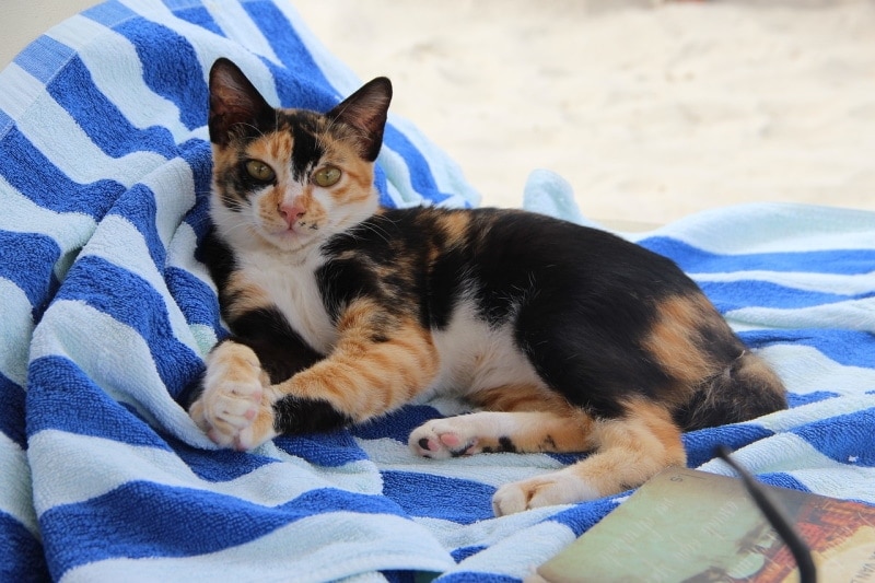 Can You Take Your Cat to the Beach: Vet-Reviewed Facts & FAQ