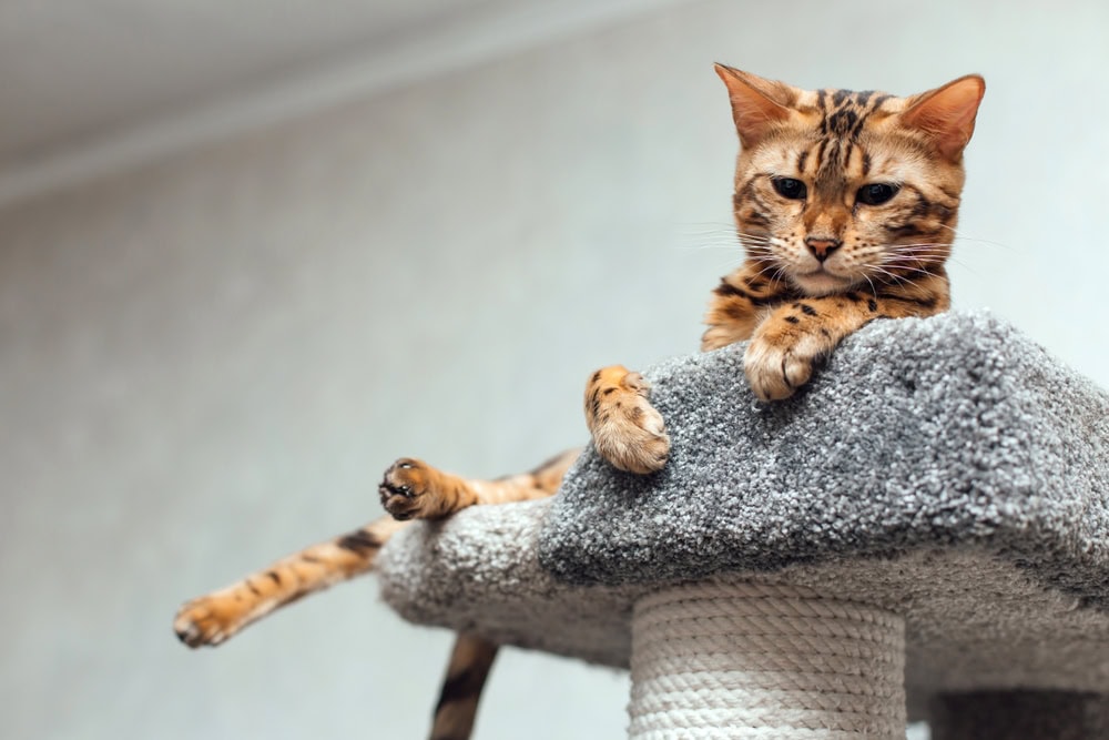 Cat lying on top of a cat tree