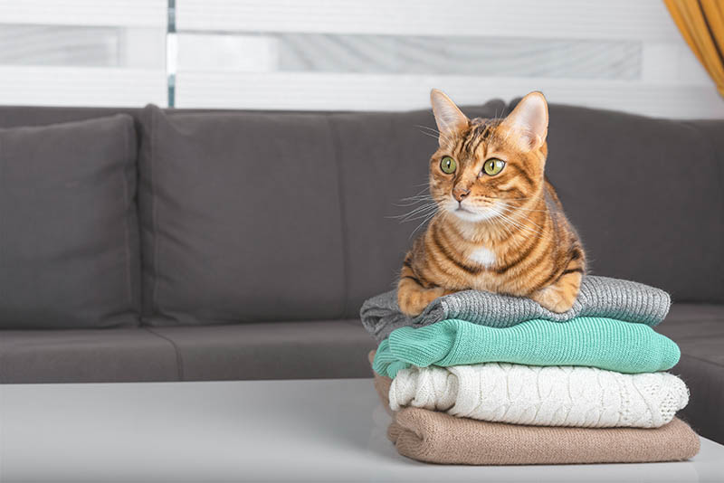 Why Your Cat Sits on Things You're Using: 7 Common Reasons