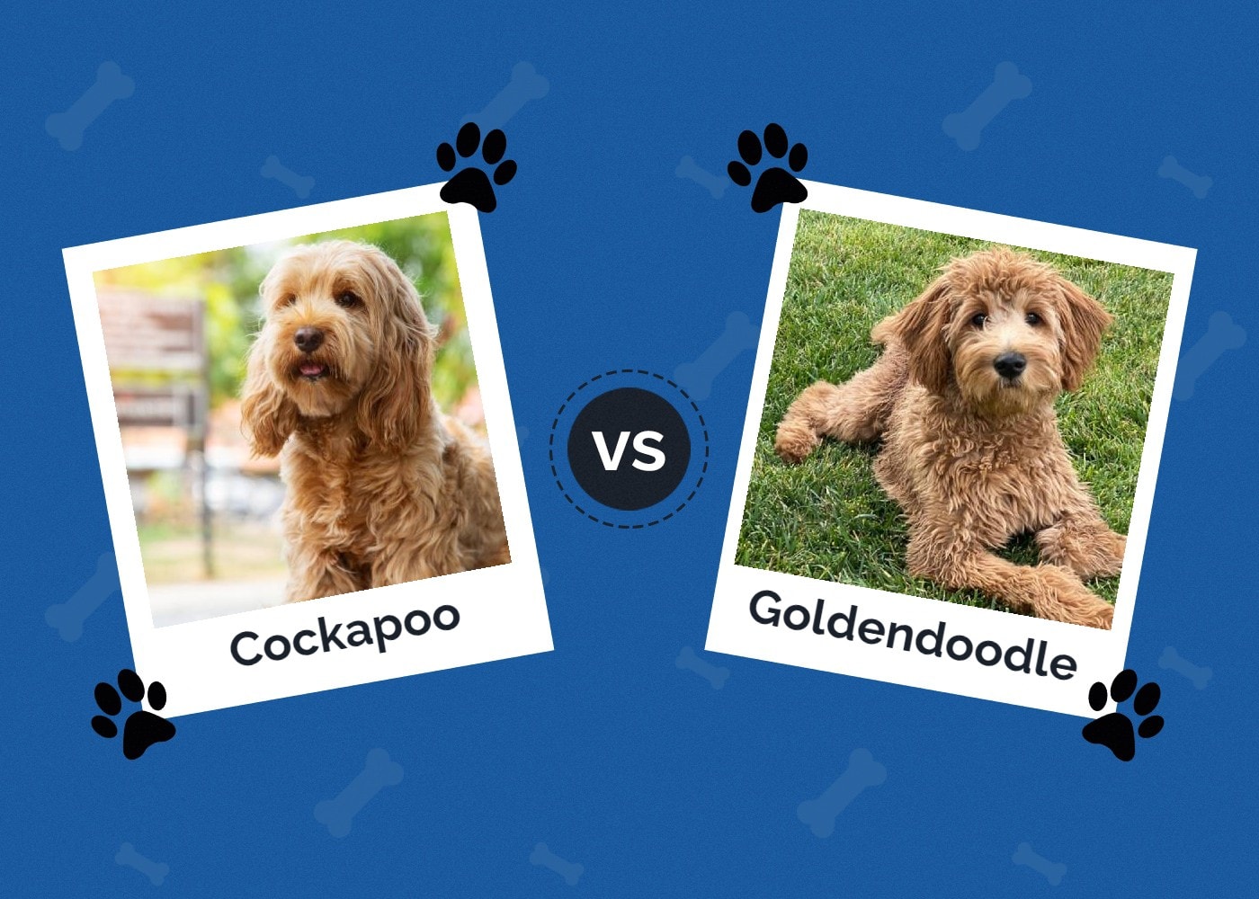 Cockapoo vs Goldendoodle: The Differences (With Pictures)