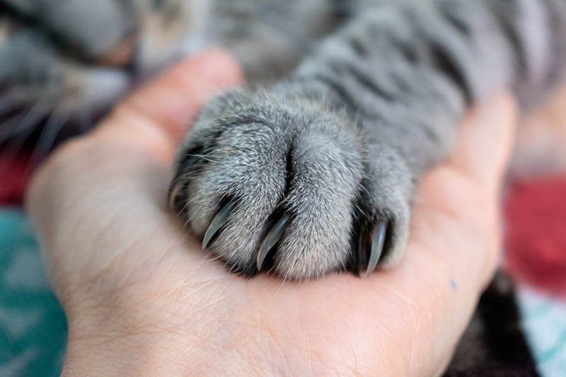 Why Does My Cat Hold My Hand? 10 Vet-Verified Reasons