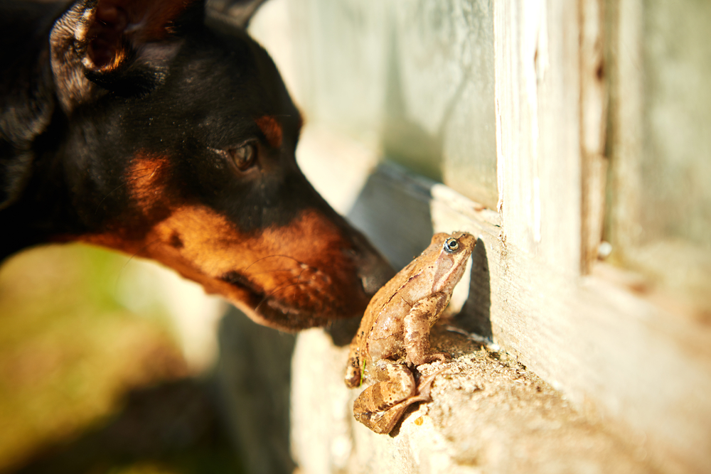 Are Frogs or Toads Poisonous to Dogs? Vet-Reviewed Facts & FAQ