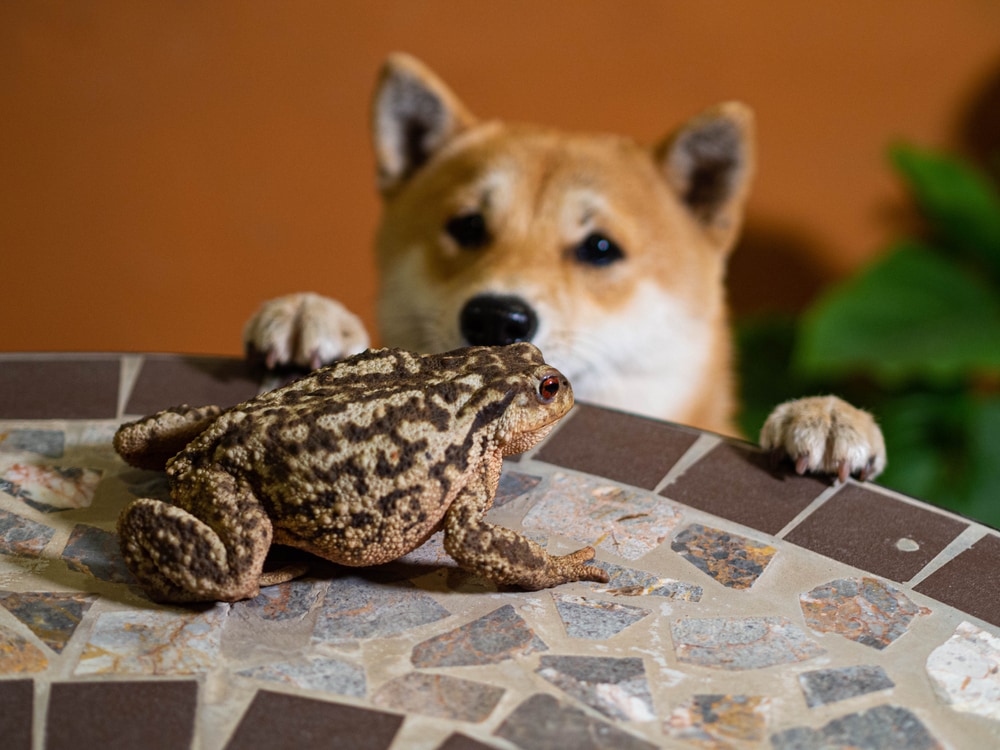 My Dog Licked a Toad! What to Do Next (Vet Reviewed)