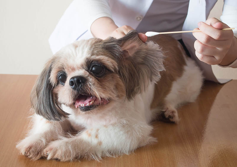 How to Clean Shih Tzu Ears: 14 Vet-Approved Tips