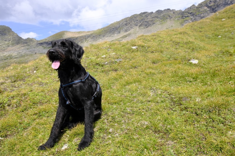 Giant Schnauzer Cane Corso sitting in the grass