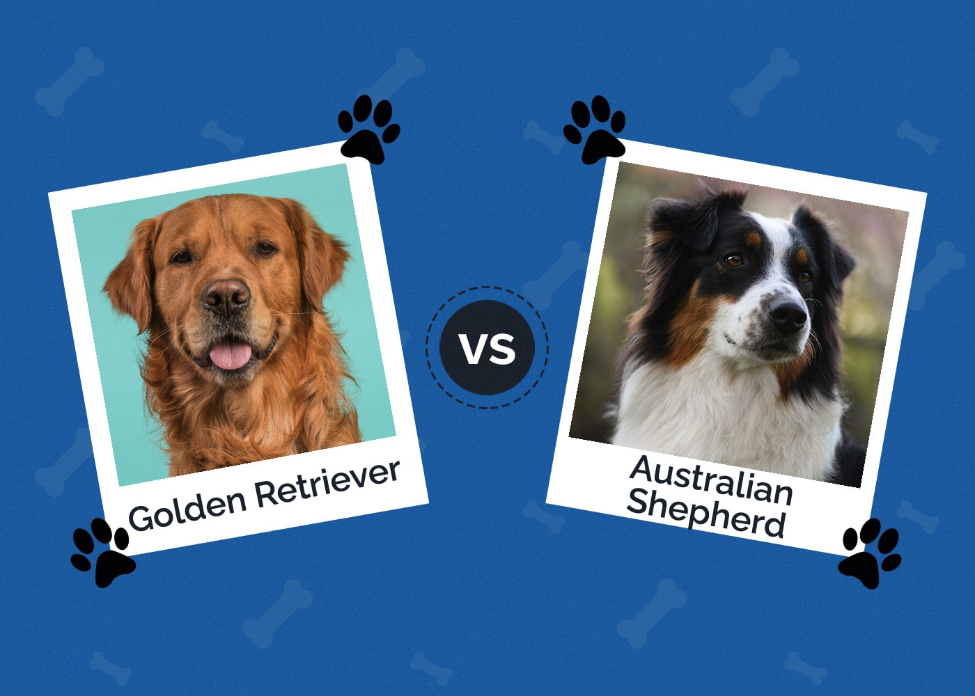 Golden Retriever vs Australian Shepherd - How Are They Different? (With Pictures)