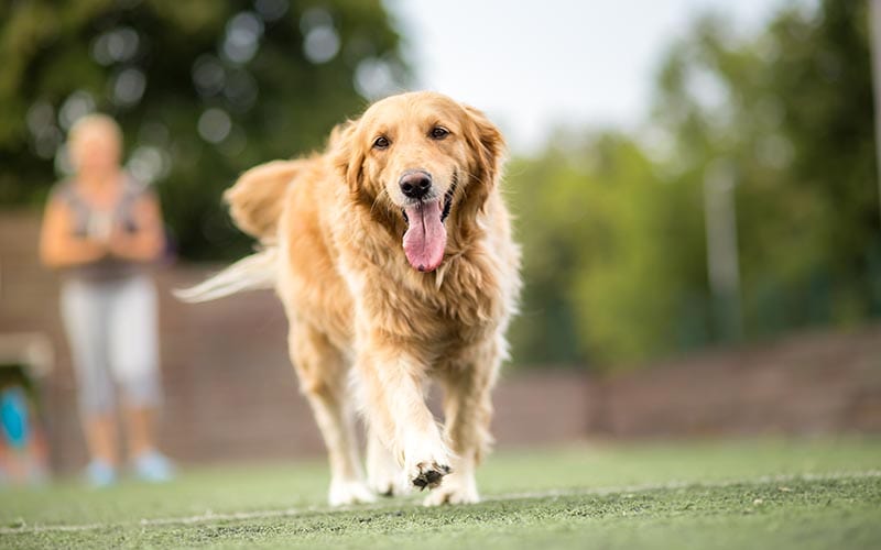 Golden Retriever Hip Dysplasia: Our Vet Explains Signs, Causes & Care Guide
