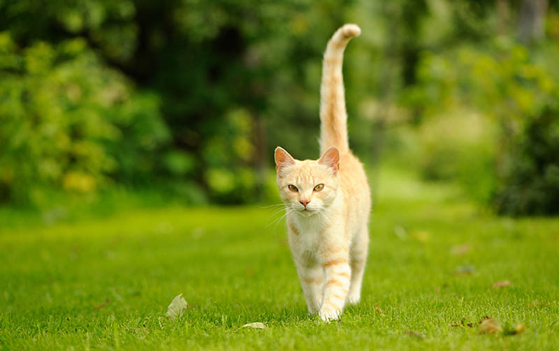 Why Is My Cat’s Tail So Long? Vet-Reviewed Science & Information