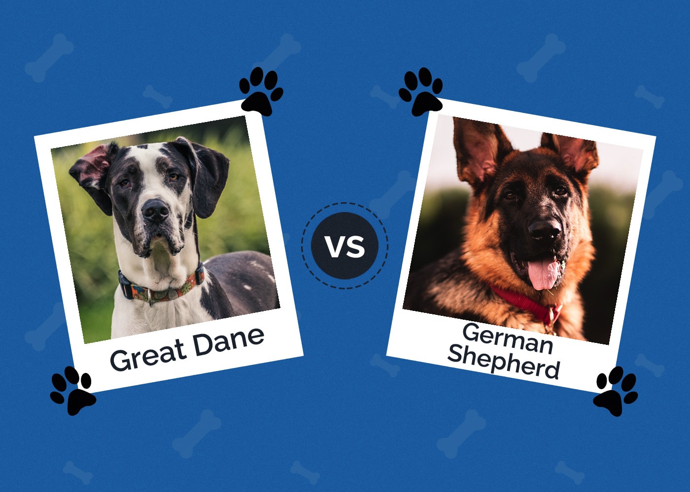 Great Dane vs German Shepherd: Key Differences (With Pictures)