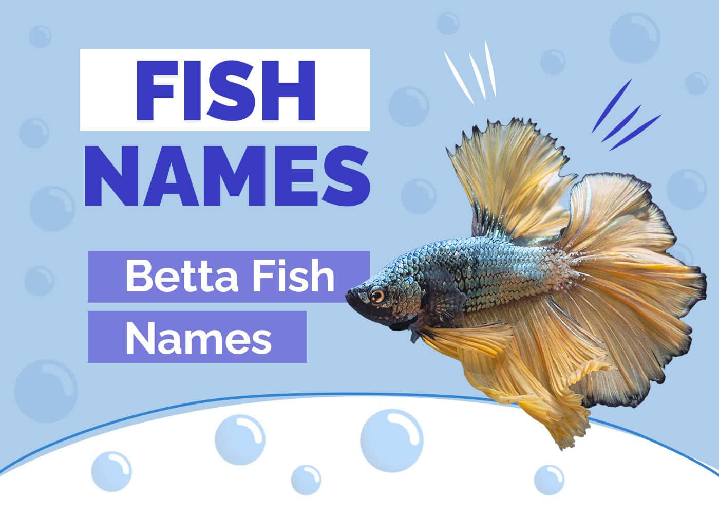 650 Betta Fish Names for All Different Types & Colors