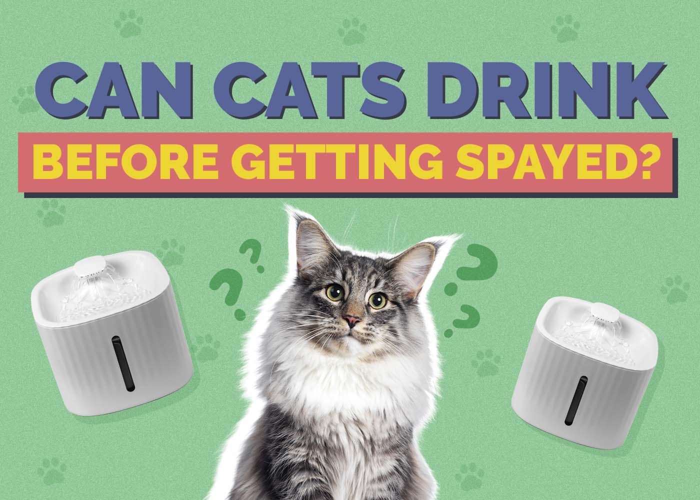 Can Cats Eat & Drink Before Getting Spayed or Neutered? Vet-Approved Info & Recommendations