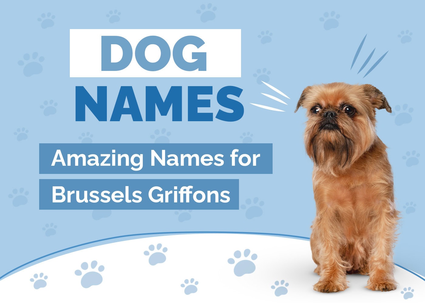 180 Amazing Names for Brussels Griffons - Great Games for Your Adorable Pooch