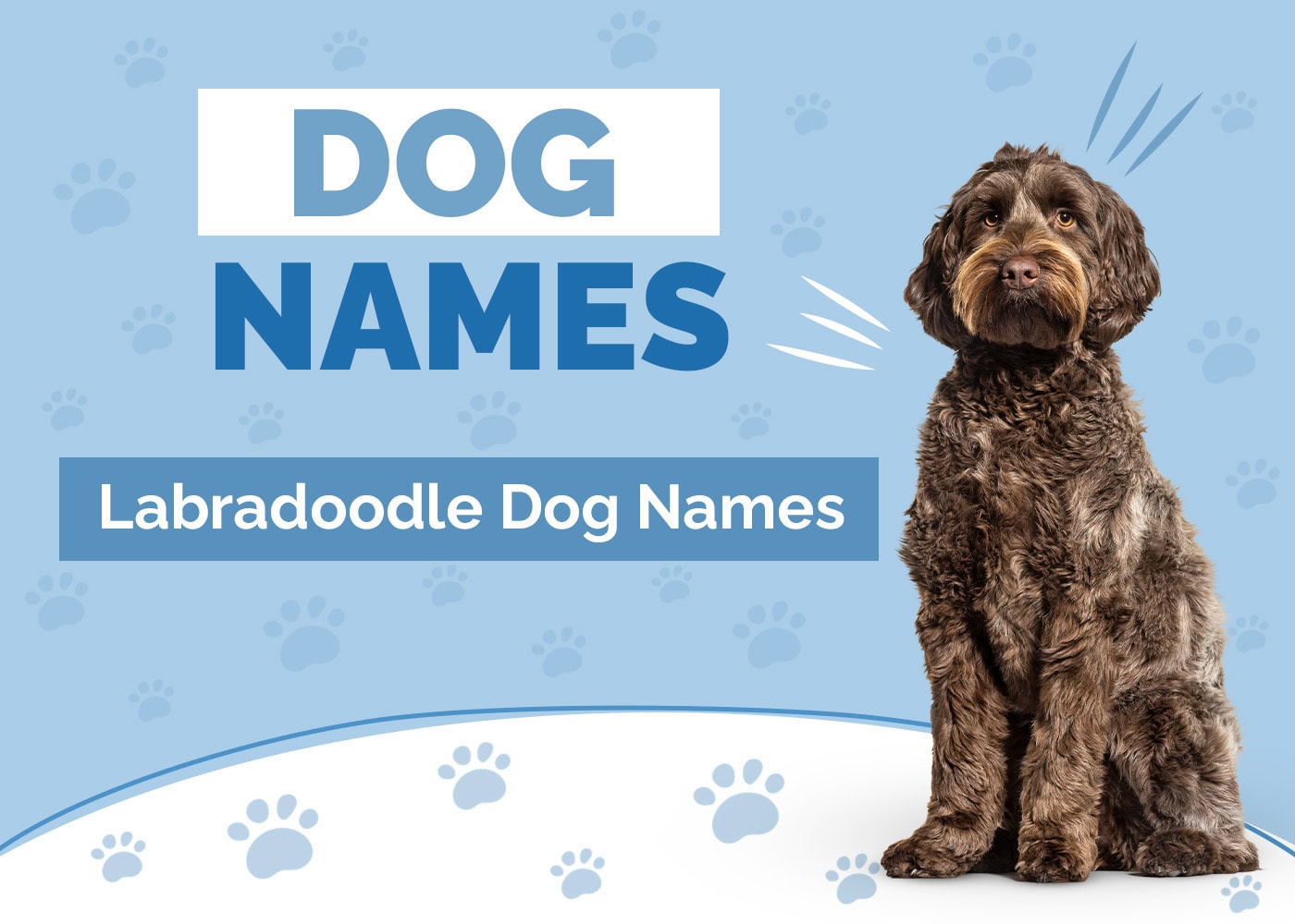 250+ Labradoodle Names: Curly & Cute Dog Name Ideas