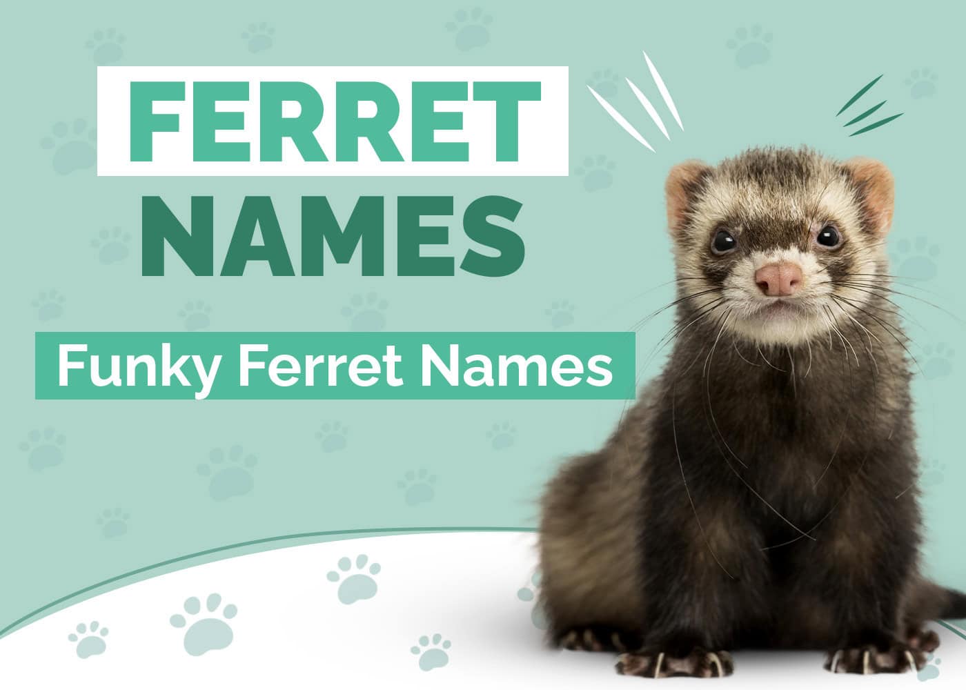 100+ Funky Ferret Names: Ideas for Your Furry Friend