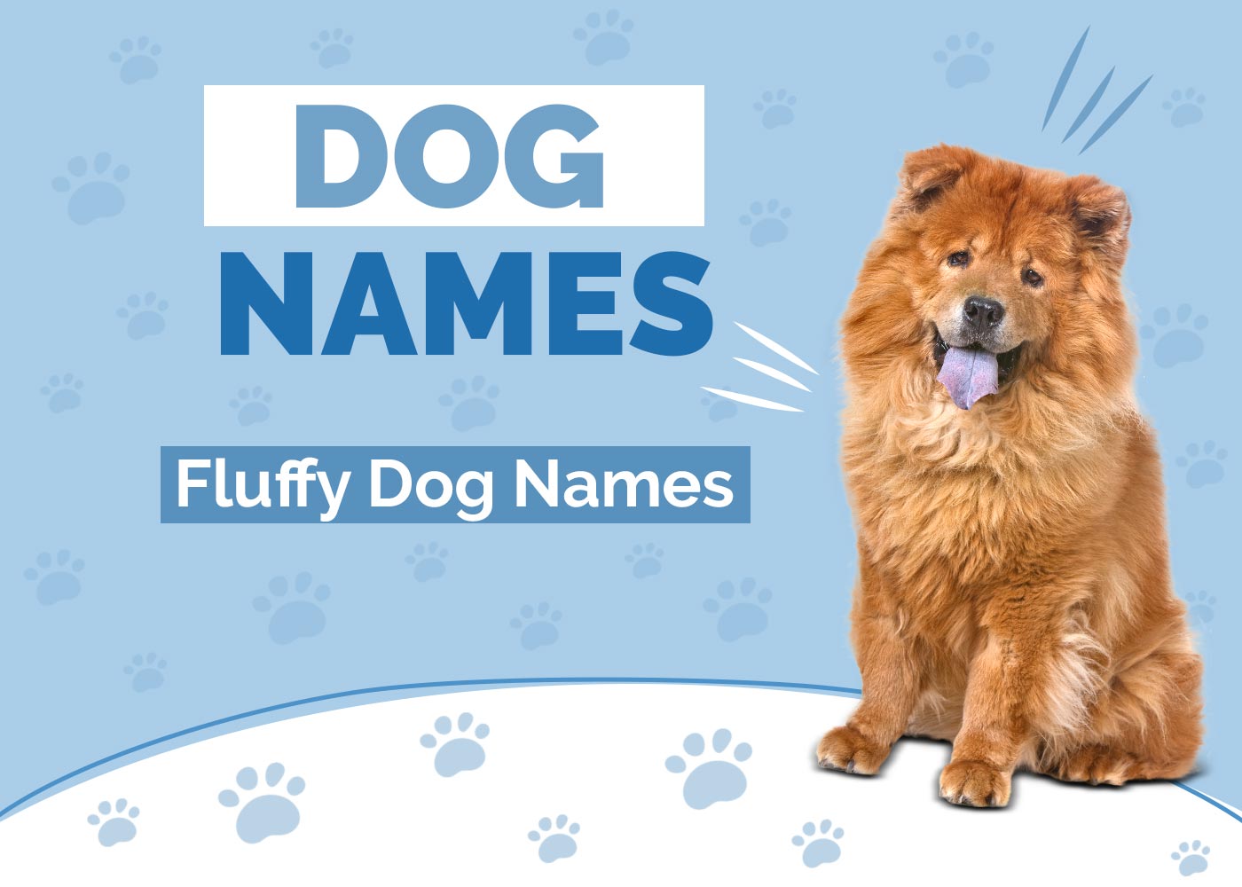 100+ Fluffy Dog Names: Soft, Cuddly & Shaggy Ideas