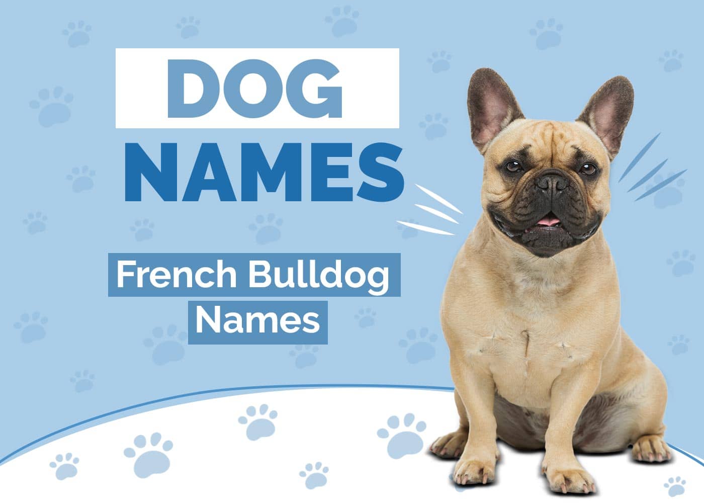 100+ French Bulldog Names: Ideas for Adorable & Stylish Dogs