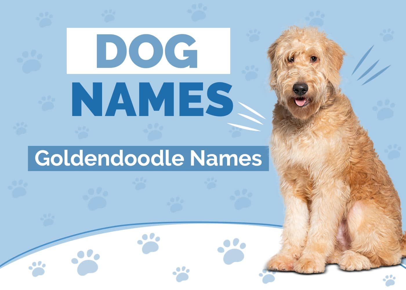 100+ Goldendoodle Dog Names: Ideas for Playful & Friendly Dogs