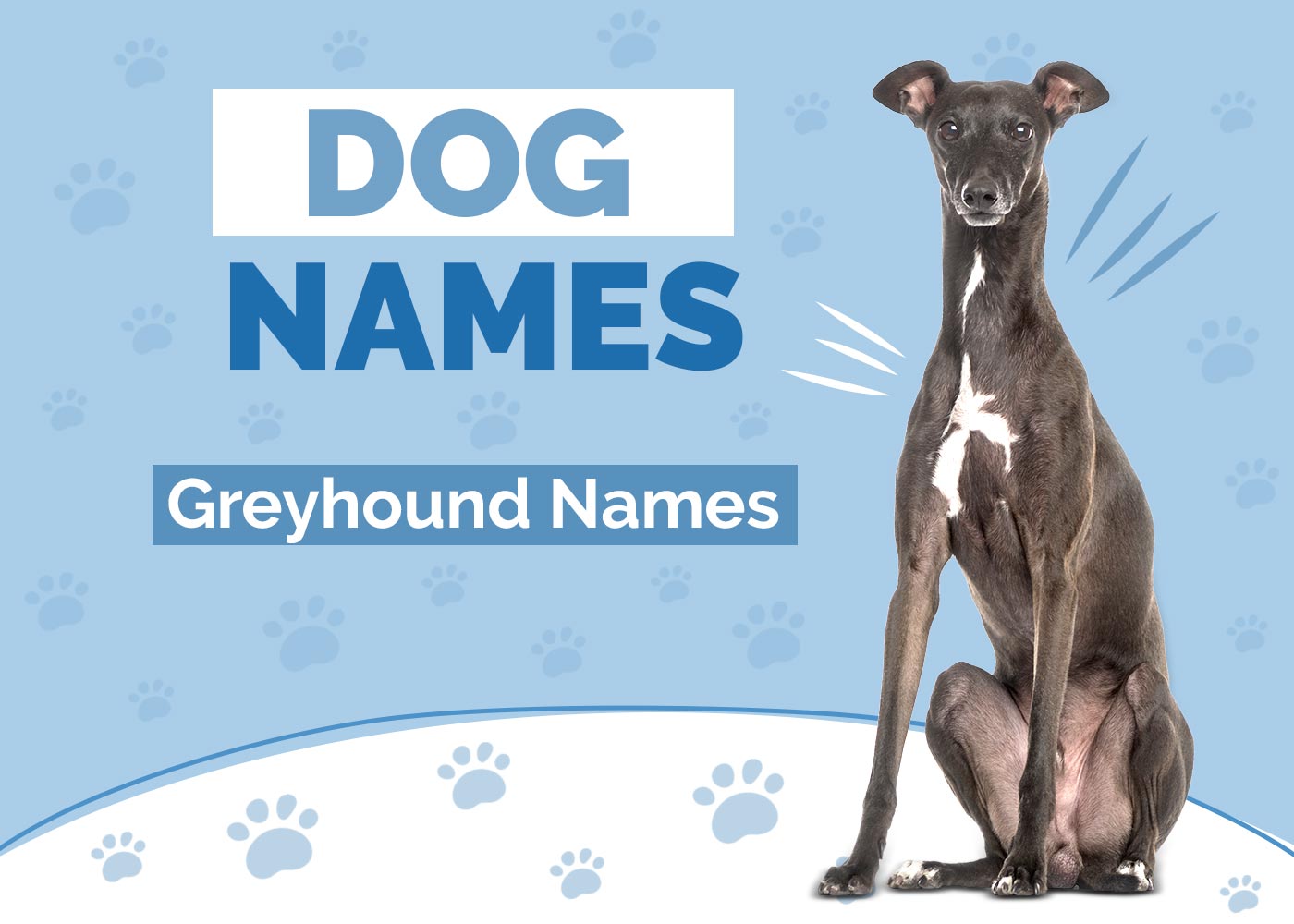 100+ Greyhound Names: Ideas for Speedy & Sleek Dogs