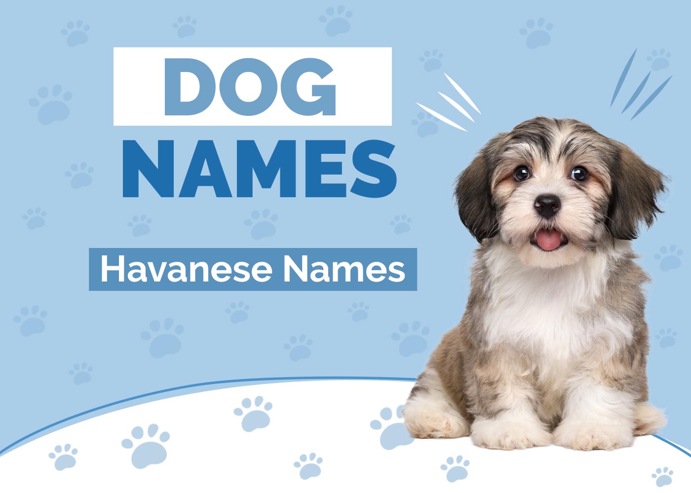 100+ Havanese Dog Names: Fluffy, White, & Cuban Ideas