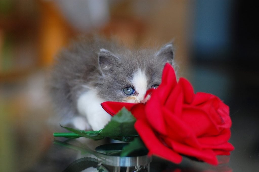 Kitten Rose