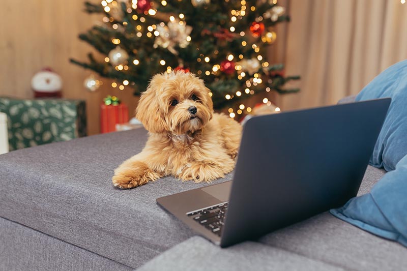 Little brown Maltipoo dog sitting on sofa