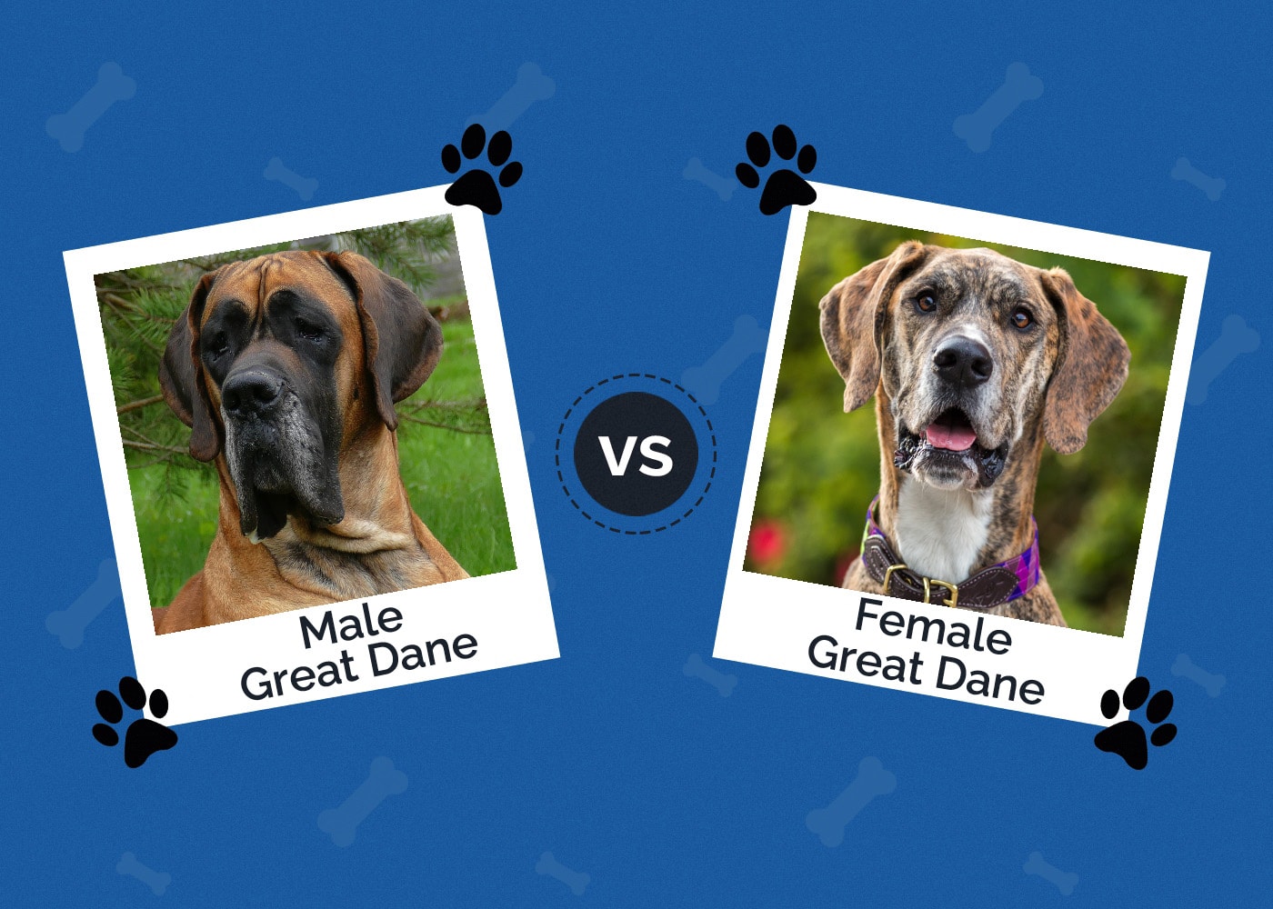 Male vs Female Great Dane: How Do They Compare? (With Pictures)