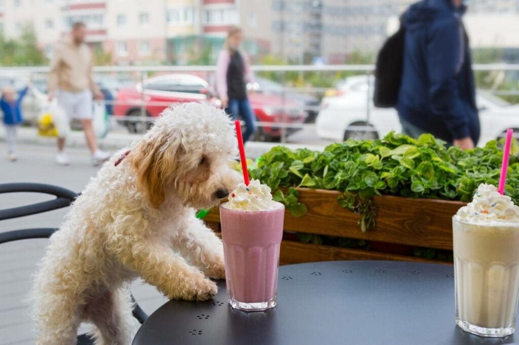 Can a Maltipoo Eat Human Food? Vet-Verified Nutrition Facts