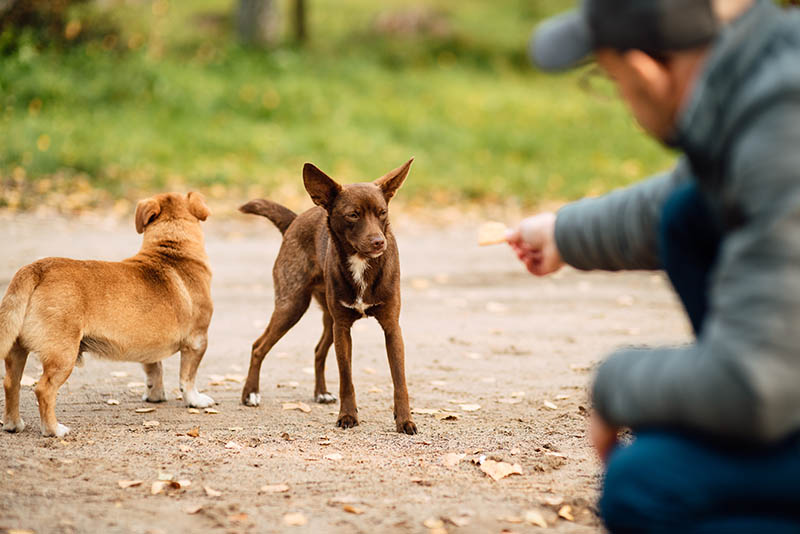 Can You Feed Stray Dogs? Our Vet Explains the Risks