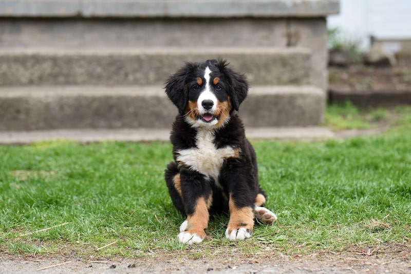 Top 15 Tricolored Dog Breeds: Info, Pictures, & Color Genetics Explained