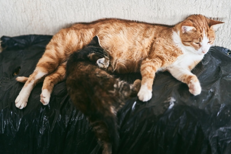 6 Vet-Approved Reasons Why Your Cat Had Only One Kitten: Feline Labor & Delivery Explained