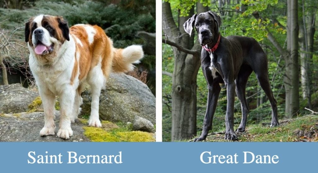 Hepper Saint Bernard vs. Great Dane