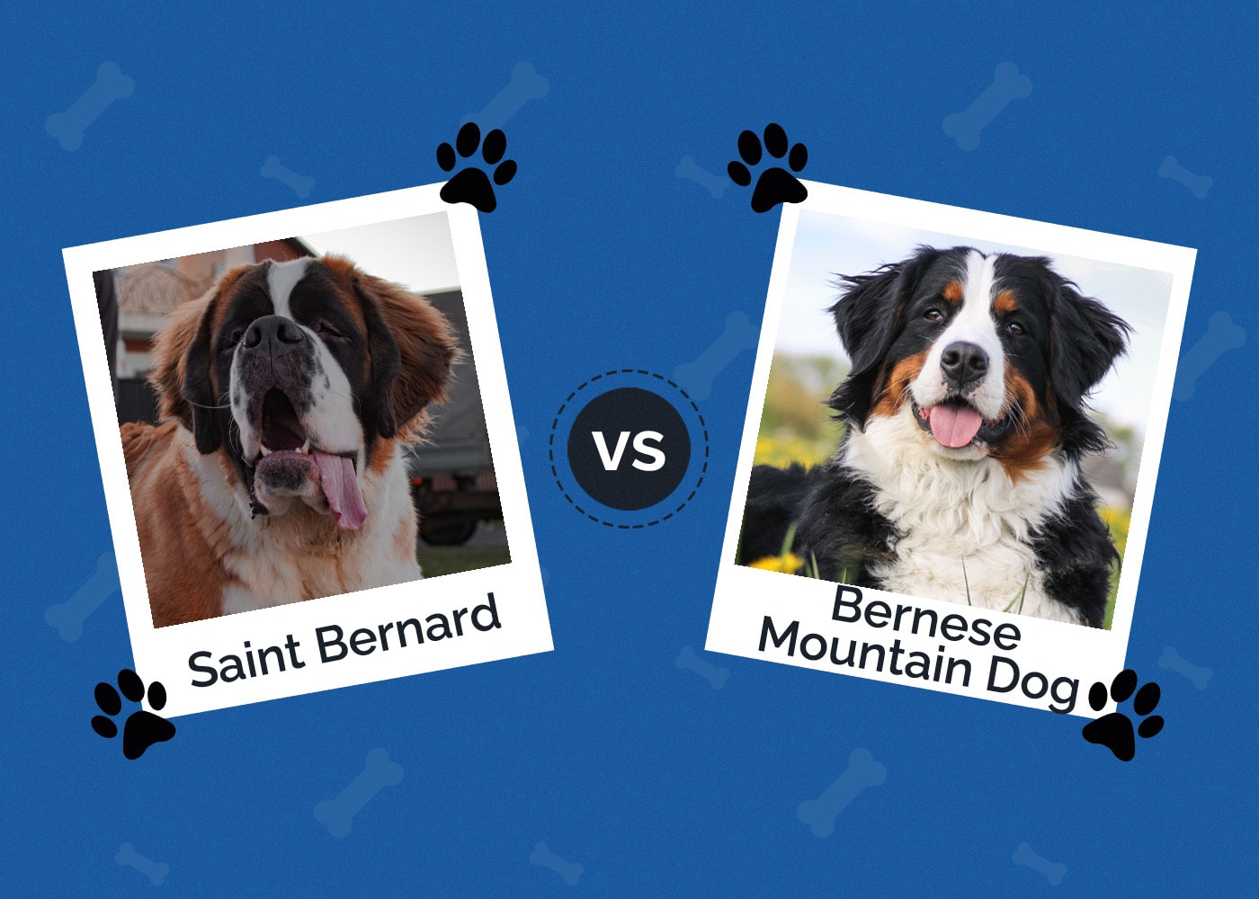 St. Bernard vs. Bernese Mountain Dog: The Differences (With Pictures)