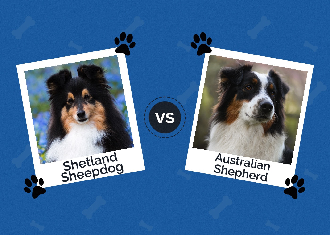 Shetland Sheepdog vs. Australian Shepherd: Main Differences (With Pictures)