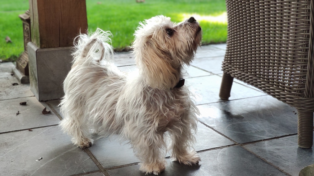 Cushing Disease in Dogs: Vet Reviewed Signs, Causes, and Care