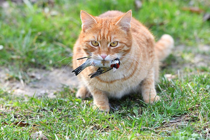 My Cat Killed a Bird: 5 Vet Approved Tips on What to Do Next