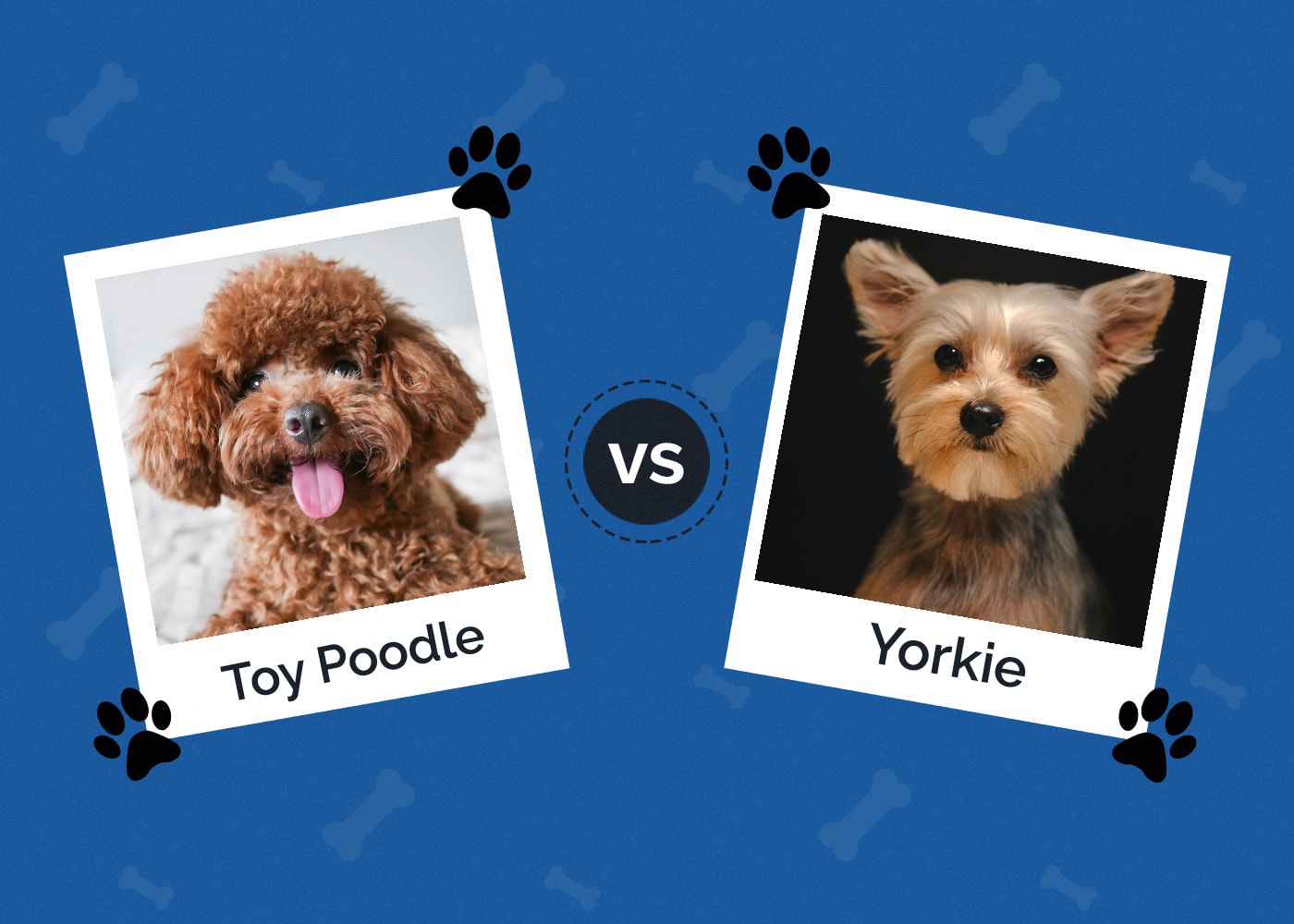 Toy Poodle vs. Yorkie: Which One Should I Choose? (With Pictures)