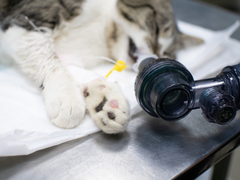 How to Do CPR on Cats: Vet-Approved Step-by-Step Guide
