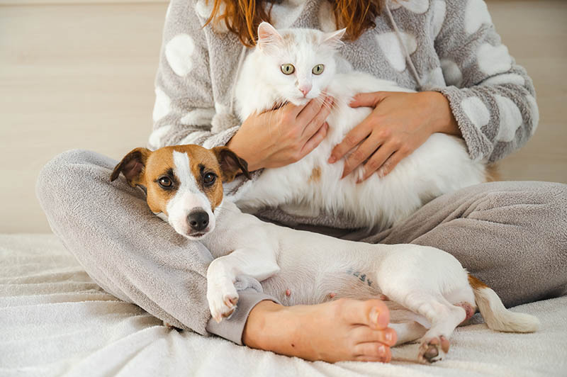 10 Tips on How to Become a Pet Sitter (2026 Update)