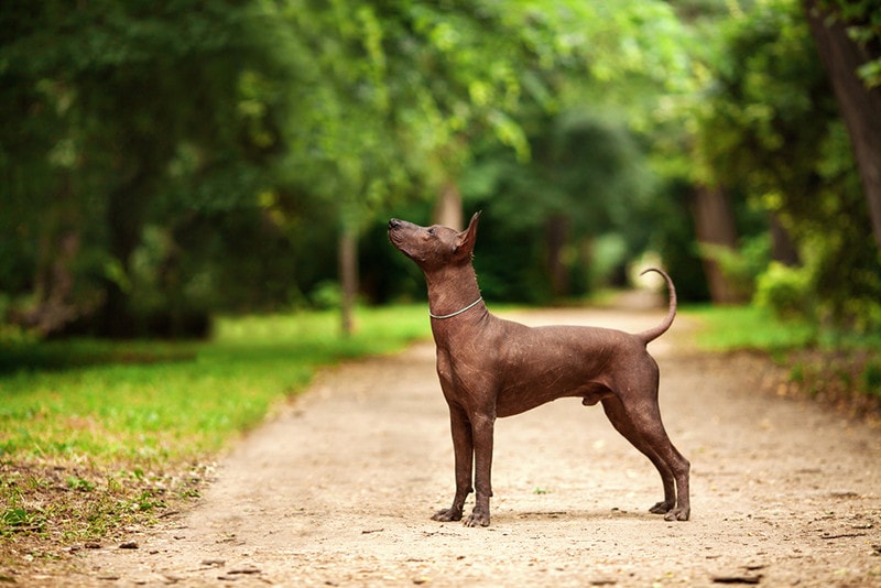 Ecuadorian Hairless Dog Breed: Info, Pictures, Personality & More