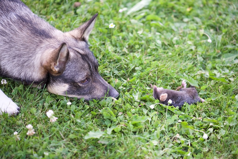 My Dog Killed a Mole: 4 Vet-Reviewed Tips on What to Do Next