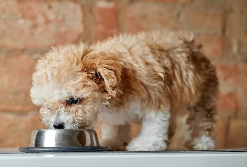 a maltipoo puppy eating from a bowl