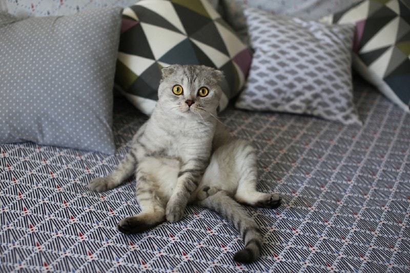 Why Is My Scottish Fold Sitting So Strangely? Vet-Reviewed Cat Behavior Explanation