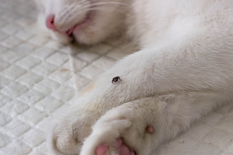 Is It Possible for Cats to Get Lyme Disease? Vet-Reviewed Facts
