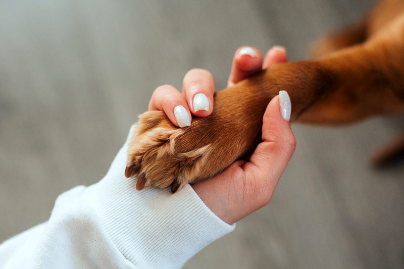 How to Get Tar Off Dog Paws: 9 Vet Reviewed Tips