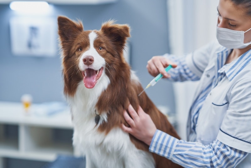 What Is the Cost of Dog & Puppy Vaccinations in Canada? (2026 Update)
